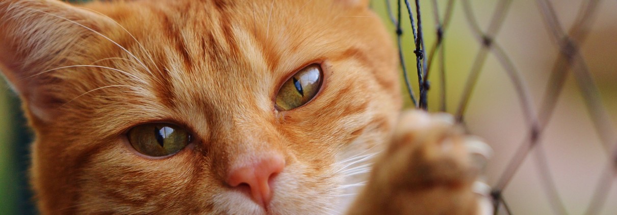 Im Tierheim Tübingen warten Katzen, Hunde und Kleintiere auf ein neues Zuhause.