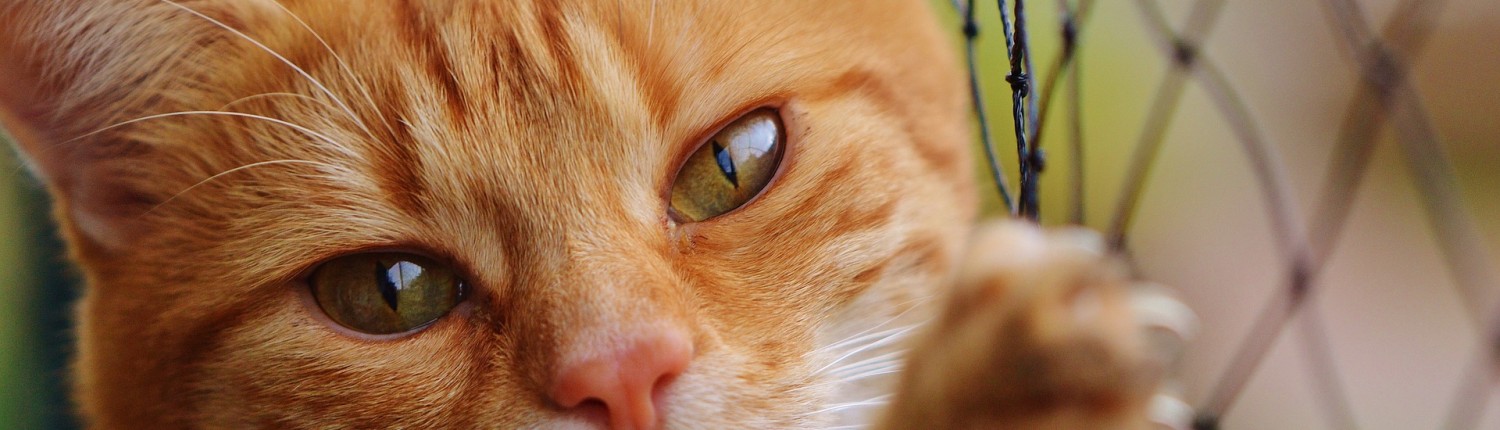 Im Tierheim Tübingen warten Katzen, Hunde und Kleintiere auf ein neues Zuhause.